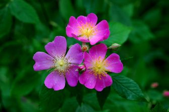 MOTHER’S DAY FAIR-TRADE BAZAAR