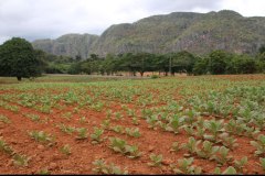 tobacco-field