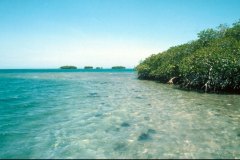 wild-island-of-the-carribean